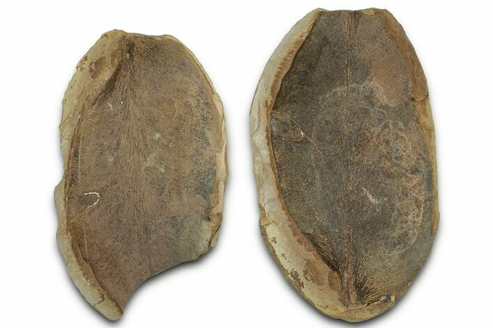 Macroneuropteris Fern Fossil Pos/Neg - Mazon Creek #325910